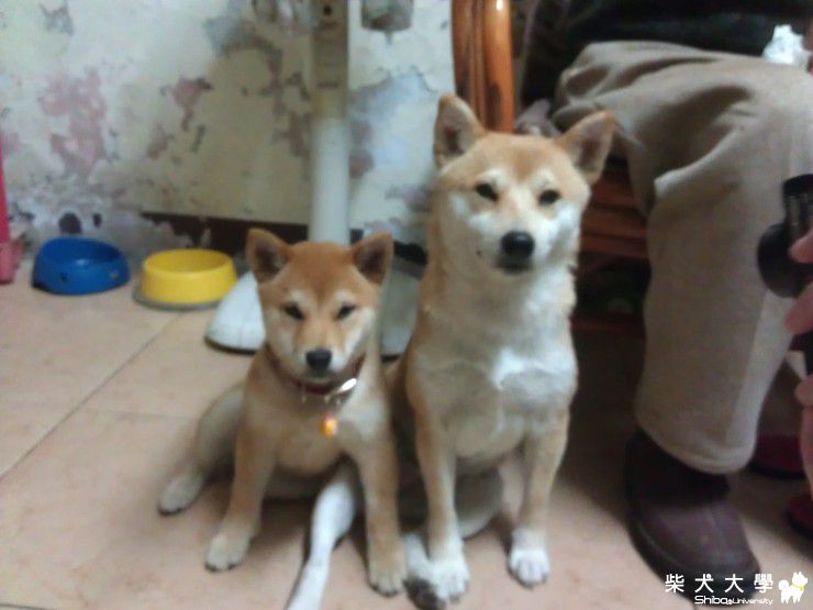 [罔市ㄟ與小味噌]祝每位柴柴吃飽睡好天天快樂沒煩惱(原發表者:barbie_e)(相簿)