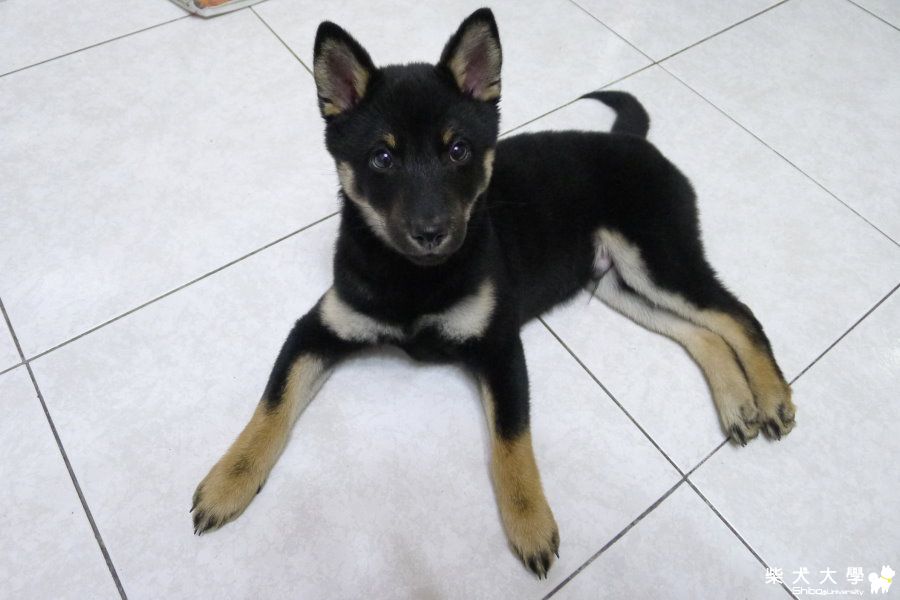 新年可以每天陪著寶貝真幸福啊 ~(原發表者:皮梅媽)(相簿)