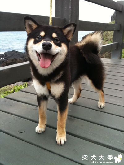 可樂新春"三仙台"拜見!(原發表者:j613tw)(相簿)