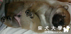 2011.11.30出生於大甲上X寵物店購買赤公柴(原發表者:TORA妹)(綜合討論)