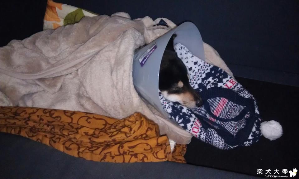 胖結紮康復後的第一次出遊~埔心農場之旅(原發表者:jjjjjcute)(相簿)