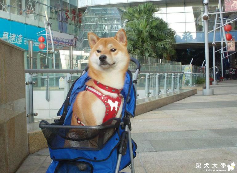 吉谷&ㄆ哩 過新年 2012新年快樂! 恭賀新禧 !.(原發表者:吉谷家)(相簿)