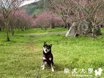 發亮禮物&武陵農場&桃山瀑布(原發表者:阿寶)(相簿)