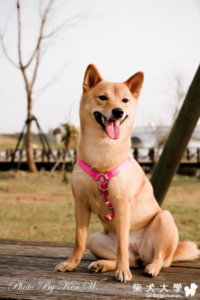 財妹今年第一次外拍寫真(原發表者:財妹拔拔)(相簿)