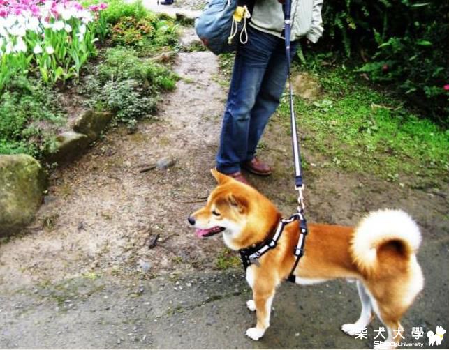 吉谷-桃源仙谷賞鬱金香-2012.2.5(原發表者:吉谷家)(相簿)