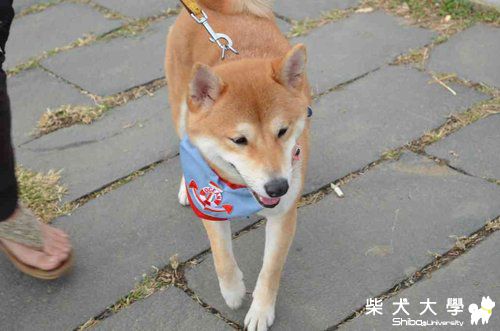 YUKI台東ㄚ一ㄚ露營去(原發表者:小YUKI媽)(相簿)