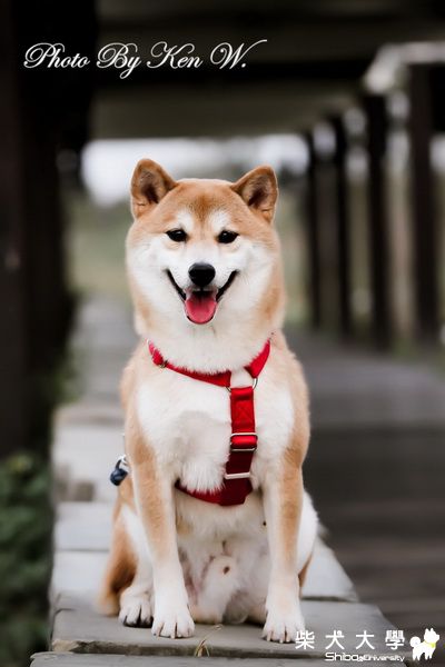 黃小胖說不帥不用錢~~~(原發表者:財妹拔拔)(相簿)