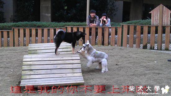 中和民享寵物公園！(原發表者:養樂多爸)(相簿)