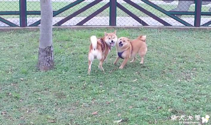 吉谷週末的豔遇&週日逛大溪老街(原發表者:吉谷家)(相簿)