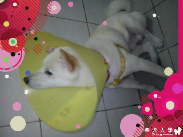 哈吉亮相依下^^(原發表者:哈吉媽)(相簿)