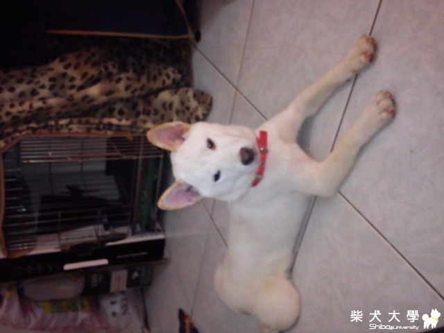 那a安捏(原發表者:哈吉媽)(相簿)