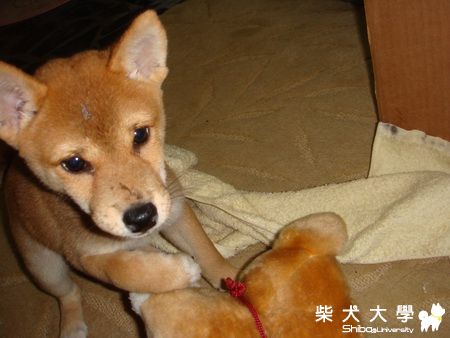 兔兔超愛娃娃(原發表者:LINDA9956)(相簿)