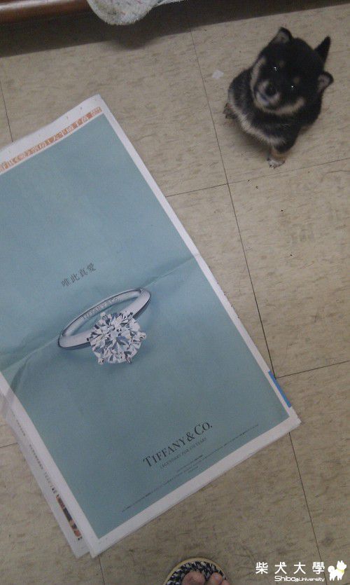 酷吉也愛蒂芬妮?!(原發表者:GUCCIMA)(相簿)