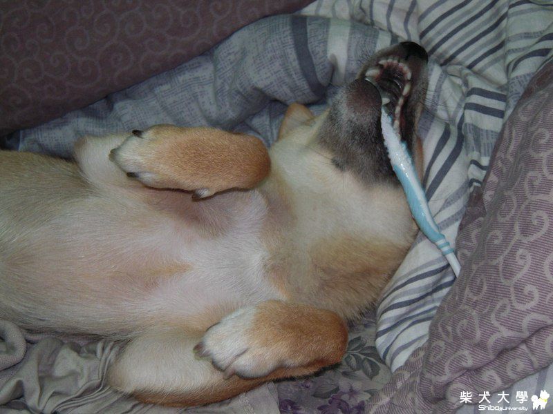 這樣也能睡(原發表者:棕柴)(相簿)