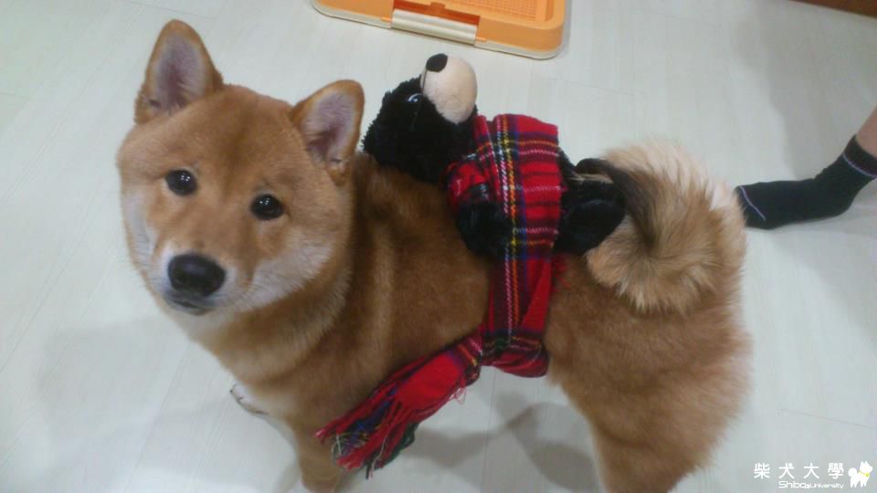 KUSO一下(原發表者:哈吉的爹)(相簿)