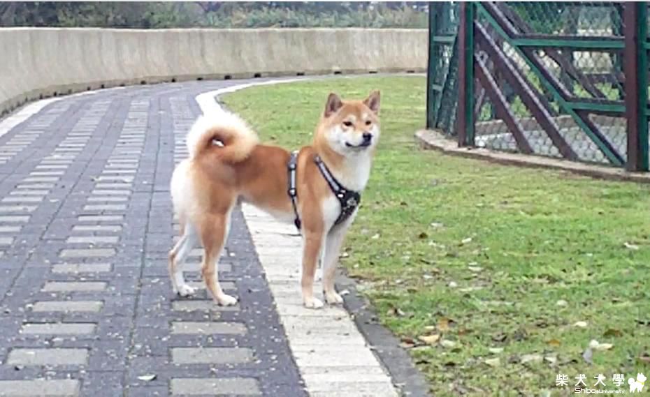 又濕又冷-吉谷跑得更起勁唷-mov(原發表者:吉谷家)(相簿)