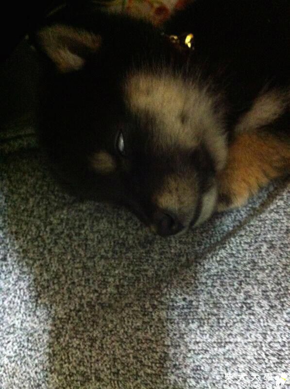 酷吉翻白眼(原發表者:GUCCIMA)(相簿)