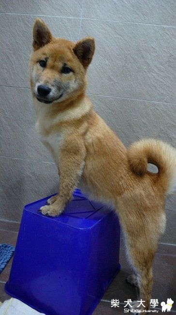 妞妞乖乖的洗完澡(原發表者:niuniu11928)(相簿)