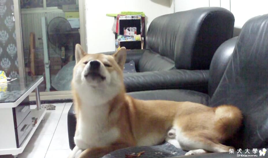 偷偷摸摸的唱歌~柴犬吉谷 -101.2.27.mov(原發表者:吉谷家)(相簿)