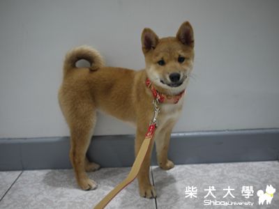 ＮＡＭＩ４個月照照！(原發表者:NAMI麻)(相簿)