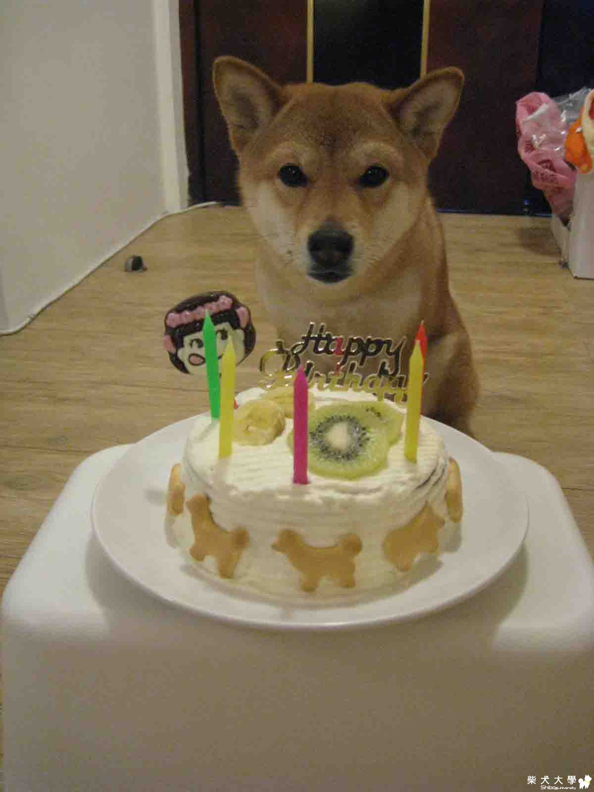 あき誕生日(原發表者:ikeyama36)(相簿)