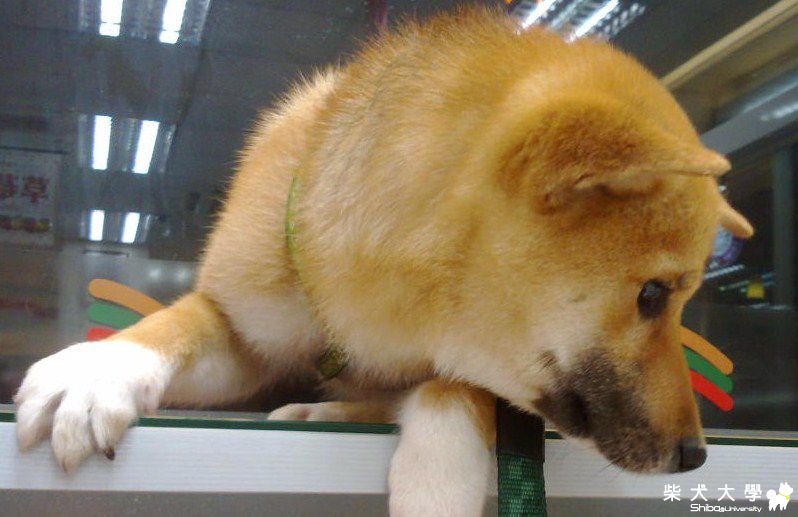 柚子回家的第一天(原發表者:joetu66)(相簿)