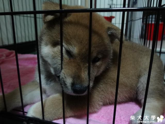 糰子5個月囉~(原發表者:團子媽)(相簿)