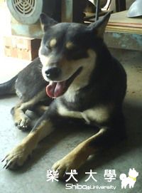 咪嚕扮鬼臉!(原發表者:cady_226)(相簿)