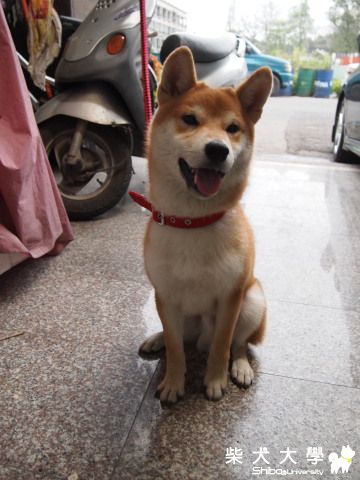 Q比7個月摟~~~~~(原發表者:akon_1314)(相簿)