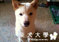 表情太憂鬱了(原發表者:阿噗噗)(相簿)