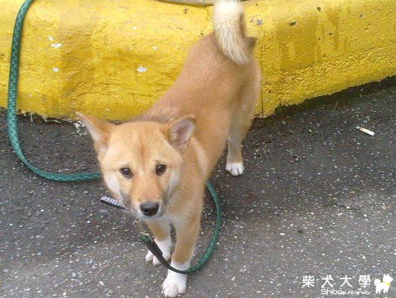 柚子出遊記(原發表者:joetu66)(相簿)