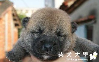 一瞑大一寸的阿楞(1-5個月)(原發表者:阿楞拔)(相簿)