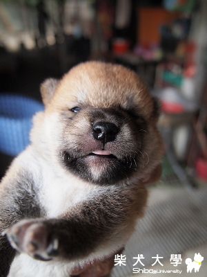 Q比調皮成長日記(原發表者:akon_1314)(相簿)