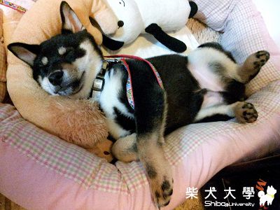 尚九好幸福啊...(原發表者:eddiedaphne)(相簿)