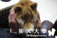 看我的豬頭皮!(原發表者:滷肉媽)(相簿)