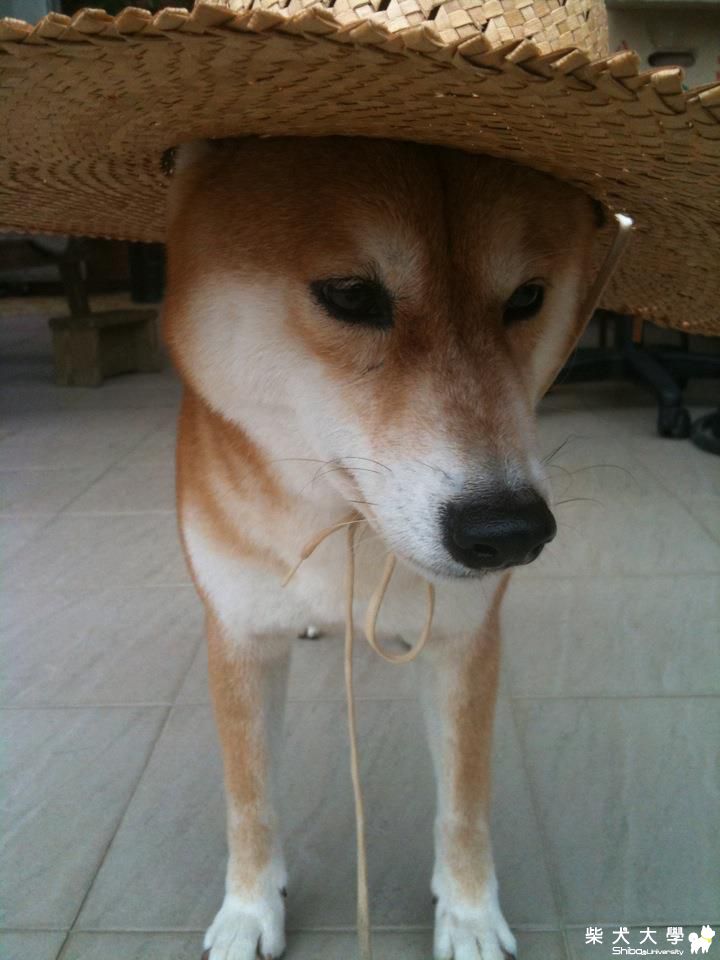 假魯夫(原發表者:YOYO)(相簿)