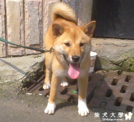 柚子最新照片(原發表者:joetu66)(相簿)