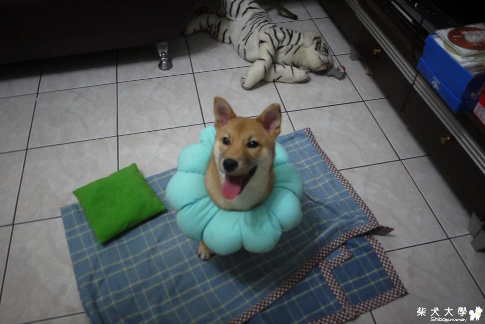 夏天快到了 大家跟我一起套上泳圈學游泳(原發表者:COLA的麻麻)(相簿)