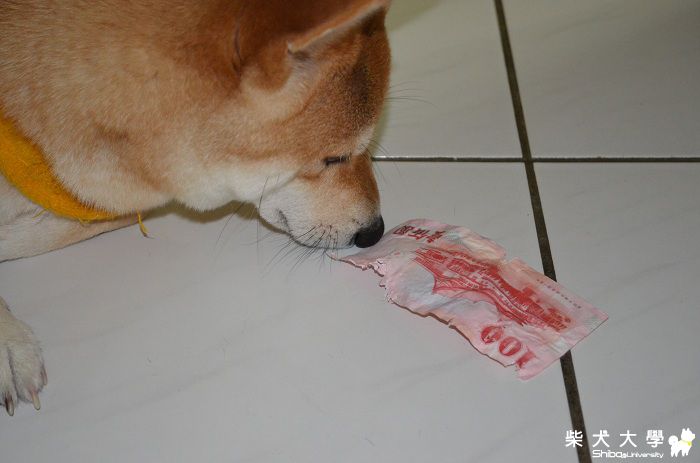 YUKI損壞國幣被罰~~(原發表者:小YUKI媽)(相簿)