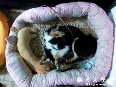 大家猜猜尚九的頭在哪裡(原發表者:eddiedaphne)(相簿)