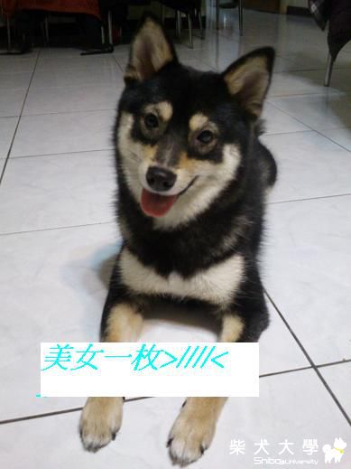 好久沒來自拍美美的了>///<(原發表者:COLA拔)(相簿)