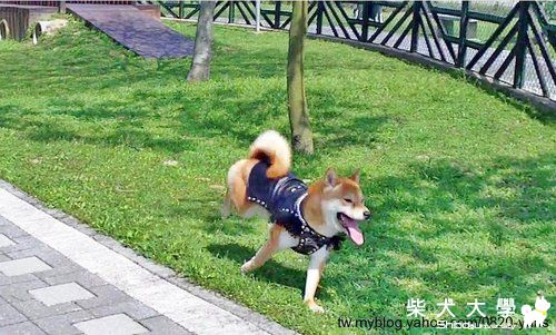 龐克出發--龐克吉谷(原發表者:吉谷家)(相簿)