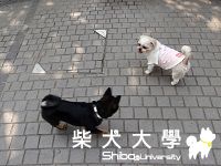 尚九和牠的新朋友(原發表者:eddiedaphne)(相簿)