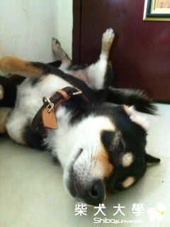 妹咕怪怪姿勢特輯(原發表者:bibi)(相簿)