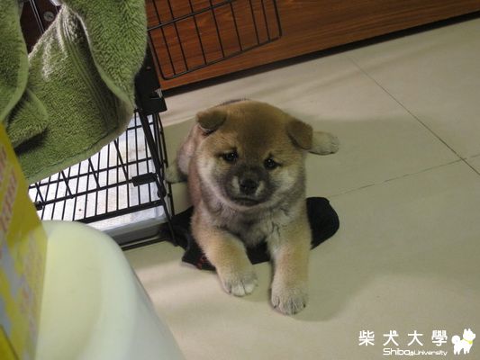 這兩個月的NANA(原發表者:小NANA)(相簿)