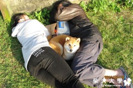 忠犬護主(原發表者:滷肉媽)(相簿)