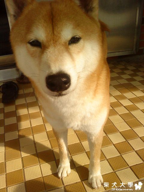 我有漂亮的眼睛(原發表者:YOYO)(相簿)