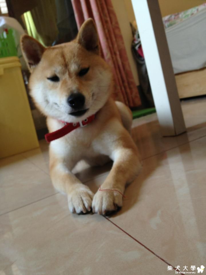 小阿萬肚咕.(原發表者:阿萬爸)(相簿)