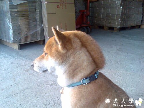 洗澡前的龐克頭(原發表者:一路家)(相簿)