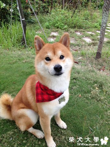 Q匠國小散步側拍 ...(原發表者:雨過得彩虹)(相簿)